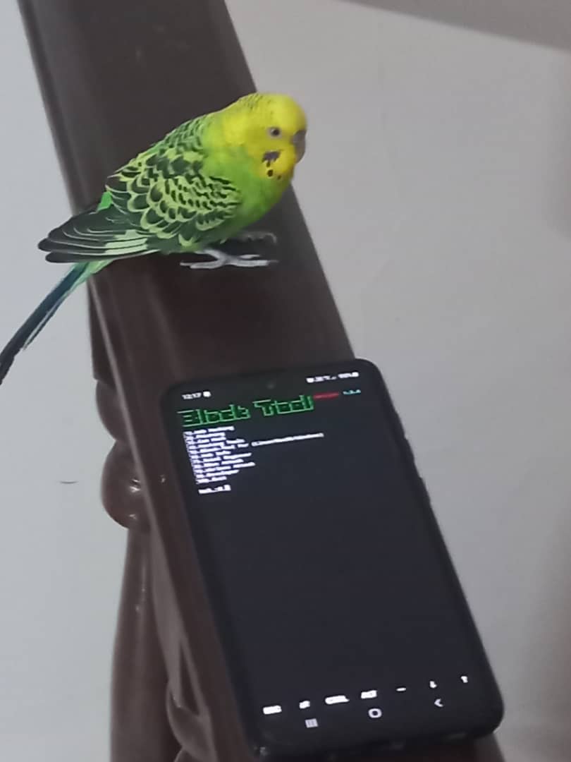 Mrprogrammer2938 Bird